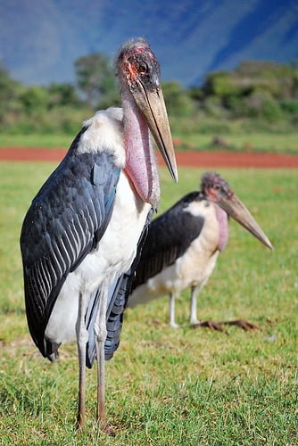Marabou-Stork