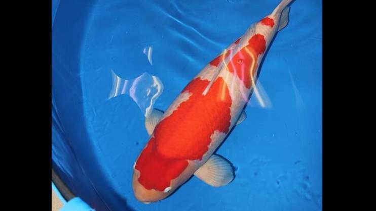 World’s Most Expensive Koi Carp Fish Sold for 1.4million Pounds