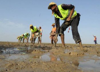 Around 300 residents of the coastal areas helped plant of 750,000 mangrove saplings near Thatta