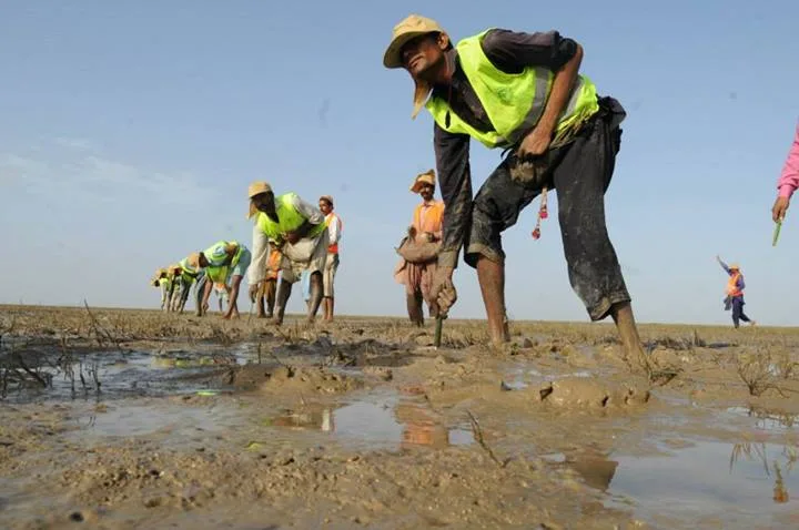 Around 300 residents of the coastal areas helped plant of 750,000 mangrove saplings near Thatta