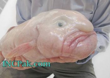 Blobfish