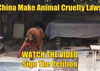 China Make Animal Cruelty Laws