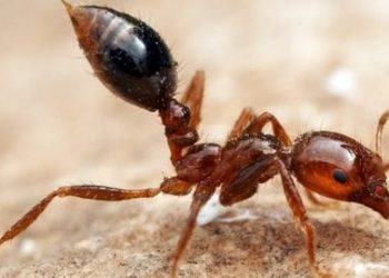 ANTS AS DRUG MANUFACTURERS FOR HUMANS?