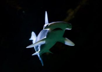 Bonnethead shark: Omnivorous shark