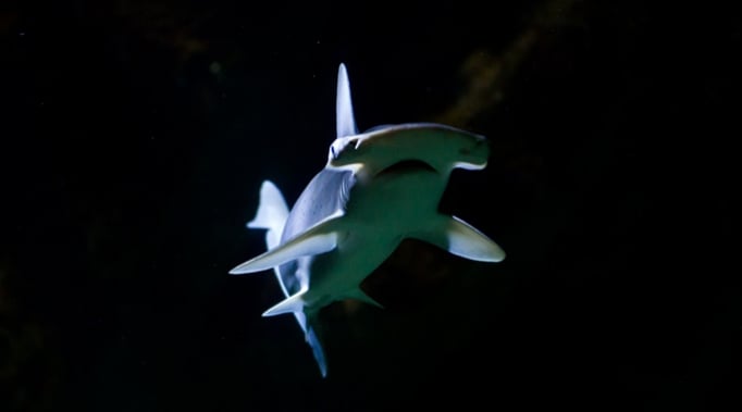 Bonnethead shark: Omnivorous shark