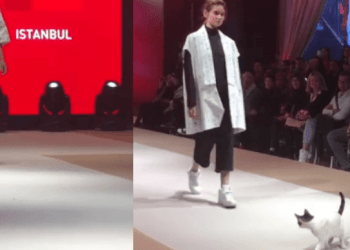 Cat Takes Over Esmond International Fashion Show