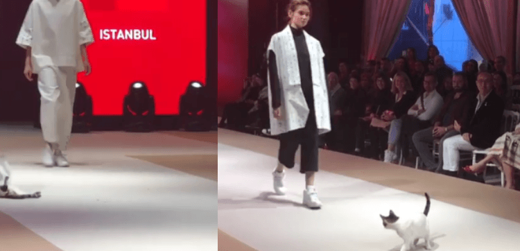 Cat Takes Over Esmond International Fashion Show