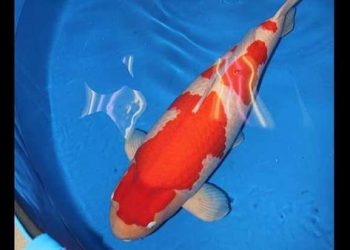 World’s Most Expensive Koi Carp Fish Sold for 1.4million Pounds