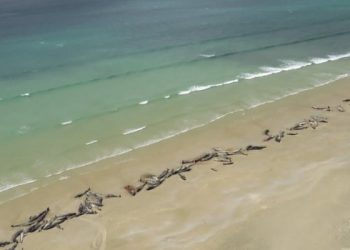 New Zealand Beach: 145 Pilot Whales Found Dead