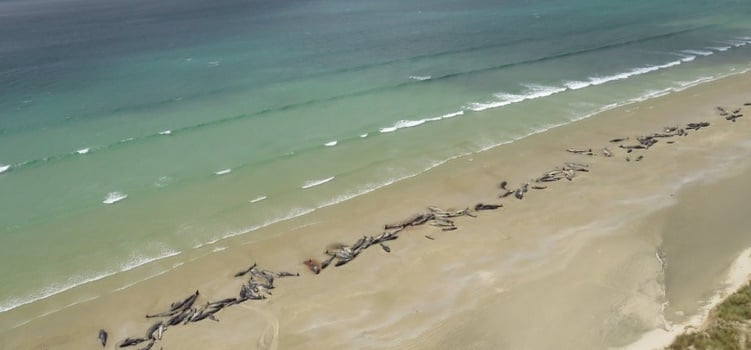 New Zealand Beach: 145 Pilot Whales Found Dead