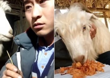 Greedy Goat Who Cannot Resist Tasty Food china