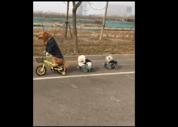 Meet The Dog That Can Ride Motorbike and a Tricycle