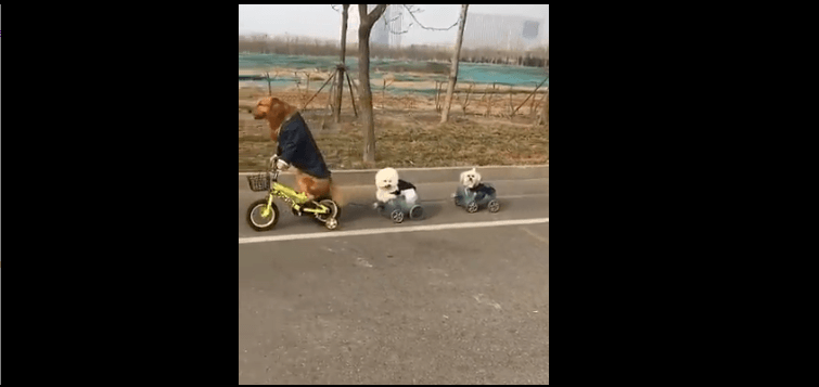 Meet The Dog That Can Ride Motorbike and a Tricycle