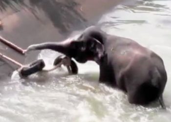 Watch How The Elephant Trapped in Canal Is Rescued