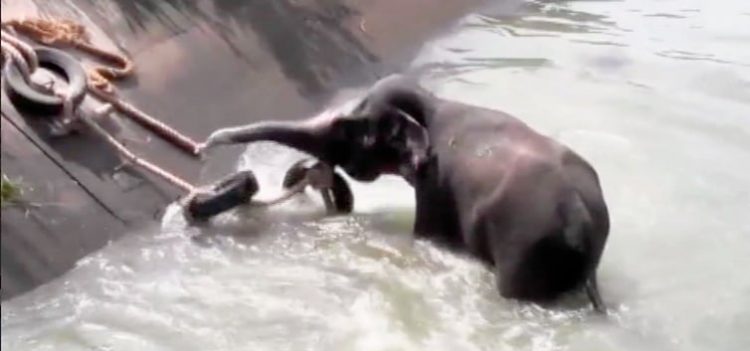 Watch How The Elephant Trapped in Canal Is Rescued