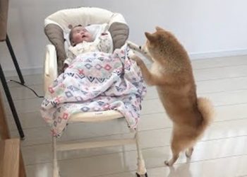 Watch Daifuku Japanese Shiba Inu Soothing A Crying Baby