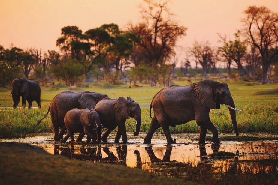 Botswana a luxury safari destination