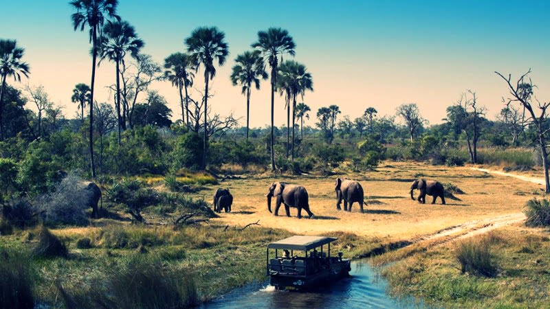 canning of elephant meat as pet food