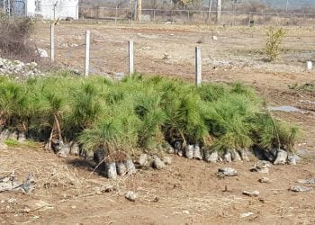 CDA & MCI carried out Tree Plantation Campaign in E-10 Islamabad