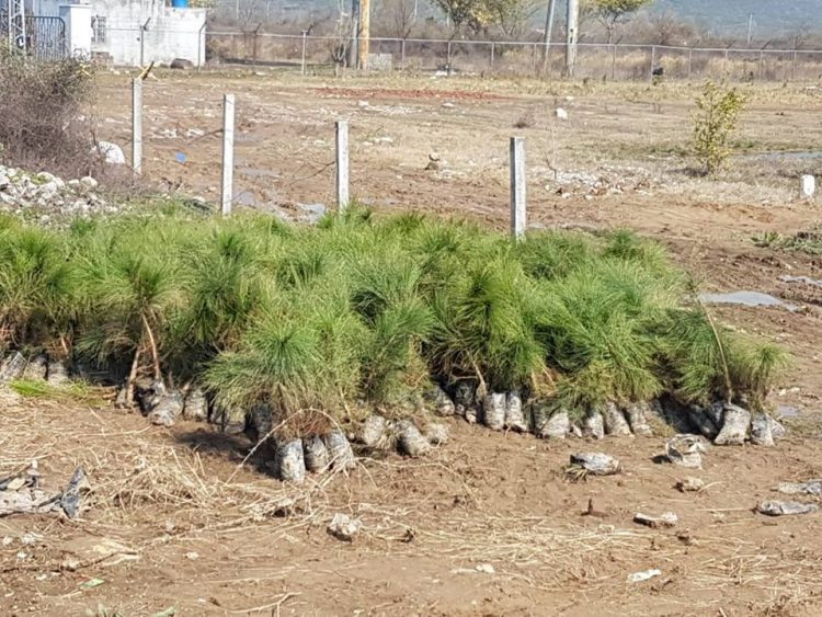 CDA & MCI carried out Tree Plantation Campaign in E-10 Islamabad