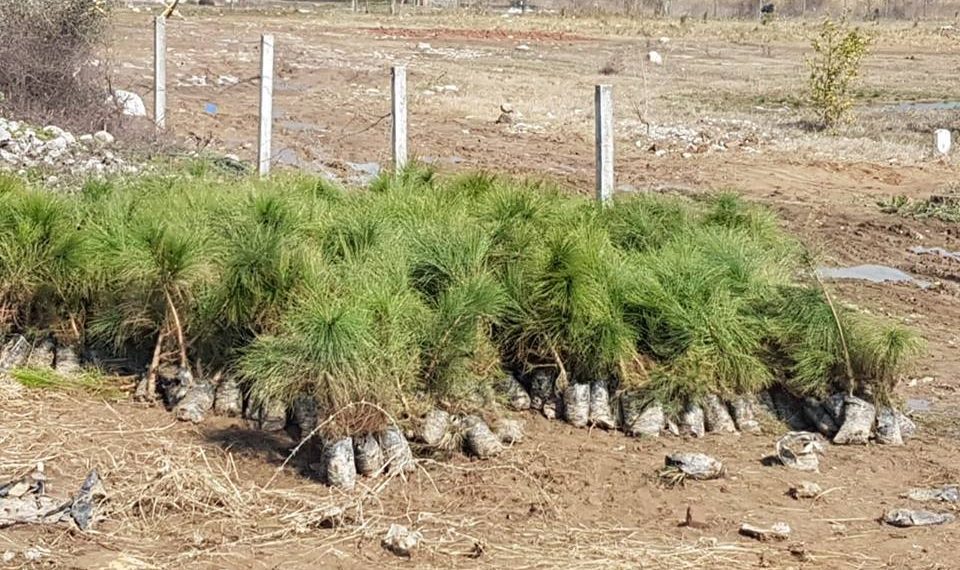 CDA & MCI carried out Tree Plantation Campaign in E-10 Islamabad