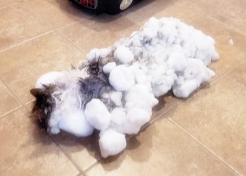 Frozen Cat Miraculously Brought Back To Life