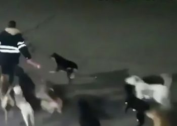 Mexican Woman Savagely Mauled and Killed By Dozen of Dogs