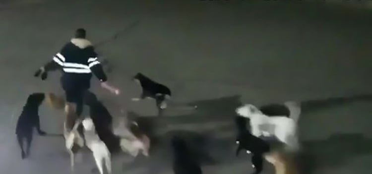 Mexican Woman Savagely Mauled and Killed By Dozen of Dogs