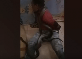 Indonesian Police Use Snake To Interrogate Papuan man