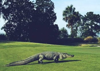 Monster Alligator strolls Georgia Golf Course