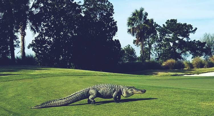 Monster Alligator strolls Georgia Golf Course