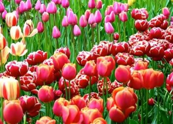 Tulip Festival 2019 Around The World, Dates And Venue