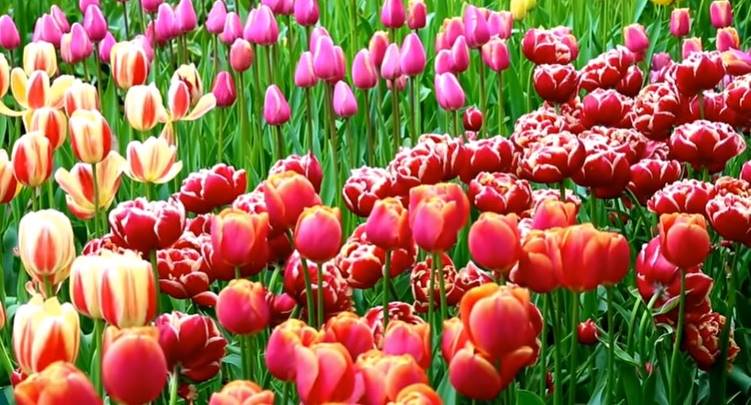 Tulip Festival 2019 Around The World, Dates And Venue