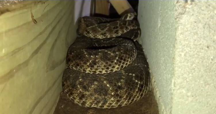 Texas Man Finds 45 Snakes Underneath His Home