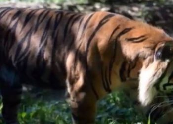 Topeka Zoo tiger attack: Female Trainer in Critical State