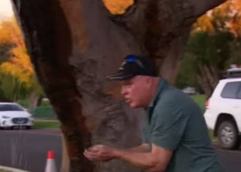 Weeping Tree in Perth has arboriculturist scratching their heads