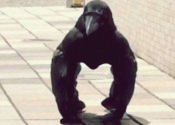 Gorilla Crow