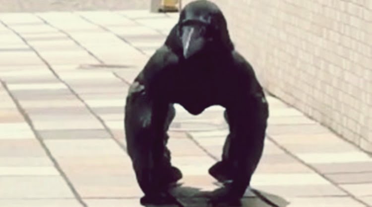 Gorilla Crow