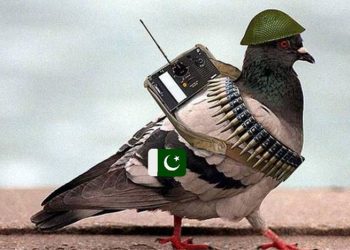 Pakistani Spy Pigeon