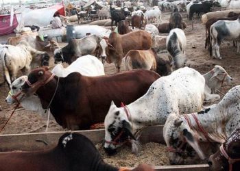 Cattle Markets in Punjab