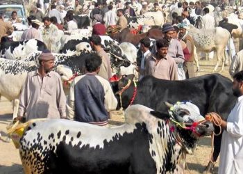 Eid-ul-Adha Cattle Market SOPs