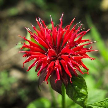 Edible Flowers: 30 Flowers You Can Eat And Delight Your Sight - INCPak