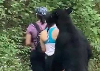 Black Bear in Mexico sniffs woman's hair as she takes a selfie