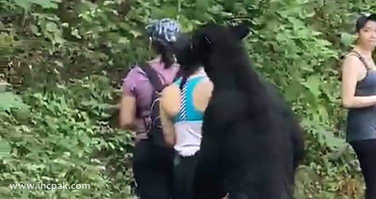 Black Bear in Mexico sniffs woman's hair as she takes a selfie