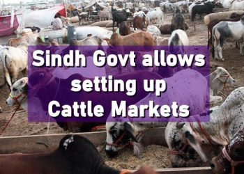 Cattle Markets Sindh Eid-ul-Azha