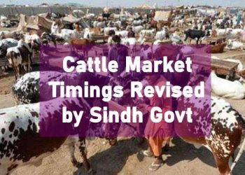 Cattle market timings, timings for cattle markets, sindh cattle markets, sindh cattle market, Timings cattle markets