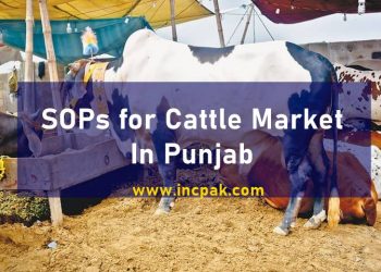 Cattle Markets Punjab