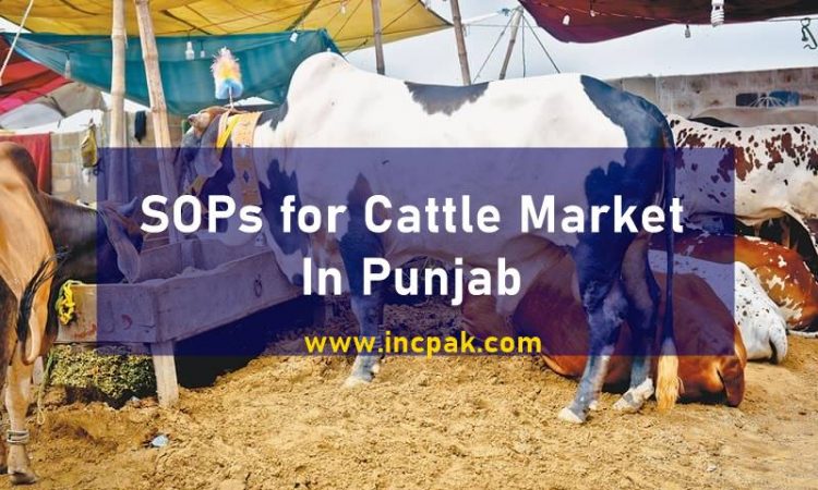 Cattle Markets Punjab