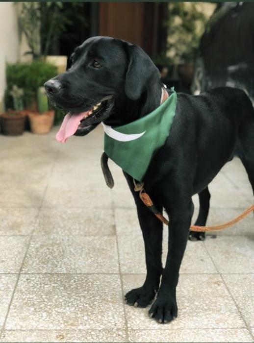 Ducky Bhai, #Duckybhai, Pakistani flag, pakistan flag, pakistani flag dog