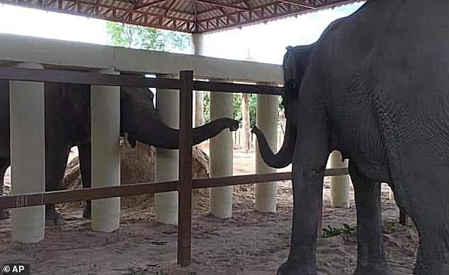 Kaavan the elephant explores Cambodian sanctuary